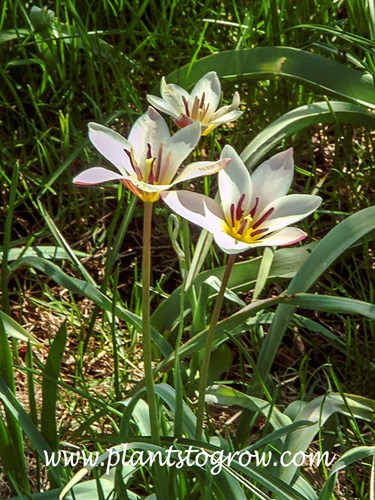 Turkestan Tulip (Tulipa turkestanica)
A Botanical Tulip that is very hardy.  Notice how these flowers have a light pink flush.